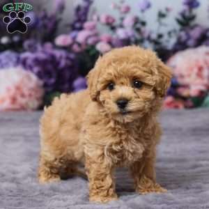 Pansy, Bich-Poo Puppy